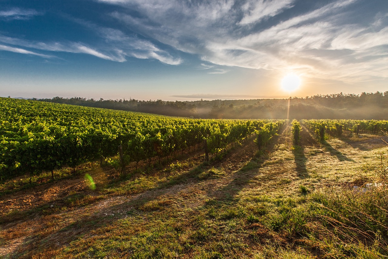 vineyard, sunrise, sun farm insurance